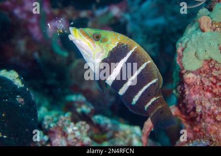 Barré de Wrasse de Thicklip, Hemigymnus fasciatus, cracher du corail non comestible, site de plongée post 2, île de Menjangan, Buleeng, Bali, Indonésie Banque D'Images