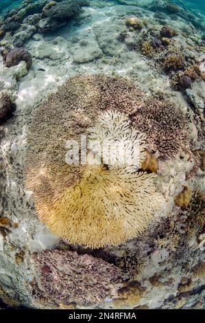 Corail de table, Acropora sp, avec couronne d'épines Seastar, Acanthaster planci, dommages de prédation, NusaBay Menjangan Hotel House Reef, West Bali National P. Banque D'Images