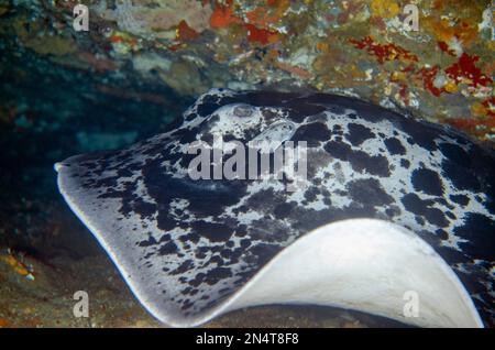 Stingray marbré, Taeniura meyenis, classé comme vulnérable puisqu'il se reproduit lentement et menacé par la pêche commerciale et la dégradation de l'habitat, B Banque D'Images