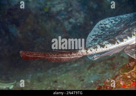 Queue à la colonne venimeuse de Marbled Stingray, Taeniura meyenis, classée comme vulnérable, qui a tué le zologiste et la personnalité de la télévision Steve Irwin avec S. Banque D'Images