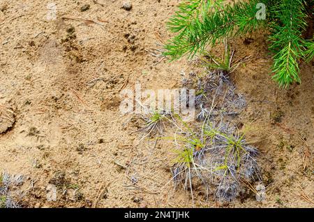 Petite branche d'épinette verte d'une jeune épinette sur fond de sol sablonneux et d'herbe sèche dans la forêt du nord de la taïga de Yakutia. Banque D'Images