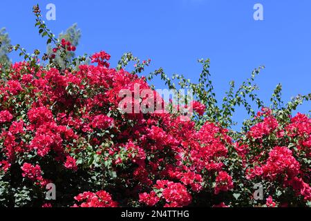 Belles fleurs de bougainvilliers roses avec le ciel bleu sur le fond Banque D'Images