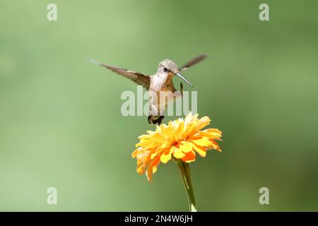 Le colibri à gorge rubis femelle Archilochus colubrids débarquant sur une fleur de zinnia en été pour se nourrir Banque D'Images