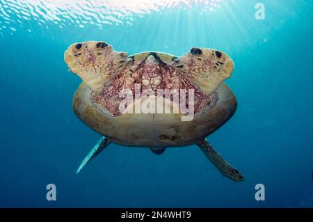 Sous-sol de la tortue verte, Chelonia mydas, adulte, femelle, espèces en voie de disparition, site de plongée de West Ridge, Sipadan, Sabah, Malaisie, Mer des Célébes, Indo-Pacifi Banque D'Images