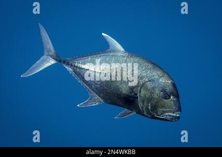 Giant Trevally, Caranx ignobilis, site de plongée d'Antichois, île de Misool, Raja Ampat, Indonésie Banque D'Images