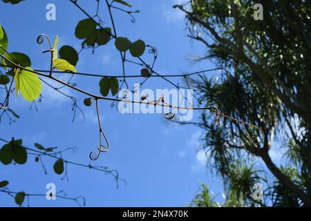 Branche de vigne avec tendriles et jeunes feuilles, jeunes feuilles de vigne fraîches sur fond bleu ciel Banque D'Images