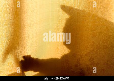 Silhouette de l'ombre de la tête d'un chat avec les oreilles et les pattes jouant à travers un rideau baigné de lumière du soleil. Banque D'Images