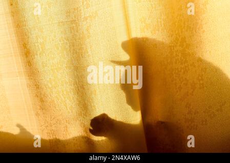 Silhouette de l'ombre d'un chat jouant avec sa patte à travers un rideau baigné de lumière du soleil. Banque D'Images