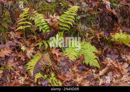 Fougères de Bracken et feuilles de chêne rouge sur le sol forestier dans le nord du Wisconsin. Banque D'Images