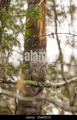 Une chouette barrée humide dans la forêt nationale de Chequamegon, dans le nord du Wisconsin. Banque D'Images