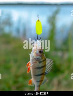 Pêché poisson brillant accroché à une perchaude verte pêche attirer le minnow sur le fond du lac. Banque D'Images