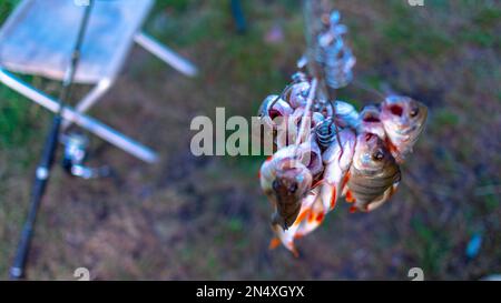 Pêche de la perche pêcheurs sur le poisson Stinger face vers le bas sur le fond de l'herbe dans le champ de pêche tiges tournant sur une chaise. Banque D'Images