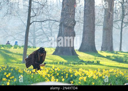 Londres, Royaume-Uni. Une femme admire des jonquilles nouvellement florissantes au soleil, dans un coin ensoleillé du parc St James. Banque D'Images