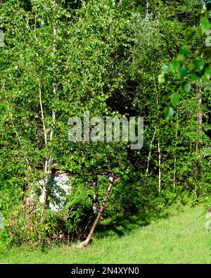 Des débris de fer surcultivés avec des arbres se trouvent derrière un bouleau dans la forêt de Yakutia. Banque D'Images