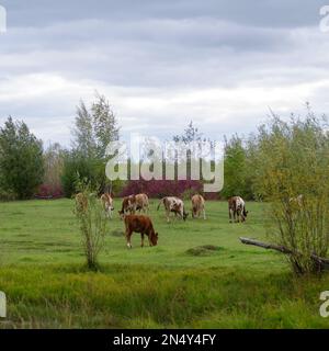 Les jeunes vaches de taureaux du nord de Yakut mangent de l'herbe dans un pré vert parmi les petits arbres près du marais. Banque D'Images