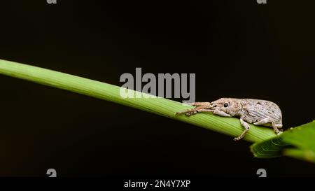 Charançon blanc du coléoptère reposant sur une feuille verte et dans le matin et le fond sombre, photo d'insecte en Thaïlande. Banque D'Images