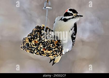 Un pic sauvage à poils 'Picoides pubescens', perché sur un mangeoire à suet de semence dans les régions rurales de l'Alberta, au Canada, Banque D'Images