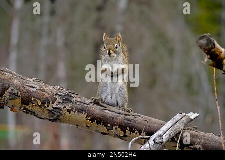 Un écureuil rouge sauvage 'Tamiasciurus hudsonicus' debout sur un arbre tombé en alerte dans les régions rurales du Canada albertain Banque D'Images