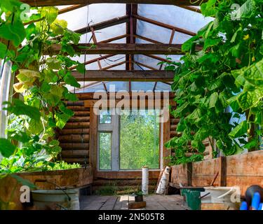 La serre du Nord chauffée en bois de l'intérieur de Yakutia à partir d'une barre en bois avec les pots élevés au-dessus de la terre avec des plantes concombres et des fenêtres Banque D'Images