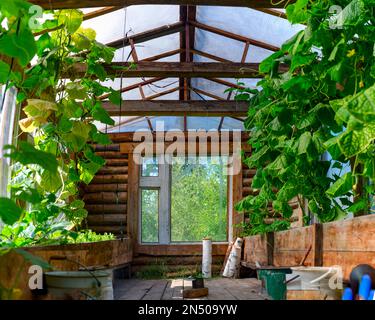 La serre du Nord chauffée en bois de l'intérieur de Yakutia à partir d'une barre en bois avec les pots élevés au-dessus de la terre avec des plantes concombres et des fenêtres Banque D'Images