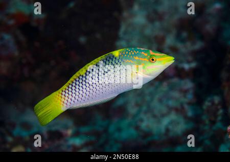 Damier Wrasse, Halichoeres hortulanus, site de plongée de Murex House Reef, île Bangka, Sulawesi nord, Indonésie, Océan Pacifique Banque D'Images