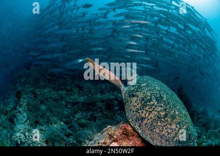 Tortue de mer verte, Chelonia mydas, espèces vulnérables, regardant l'école de Blackfin Barracuda, Sphyraena qenie, site de plongée de Barracuda point, Sipadan isl Banque D'Images