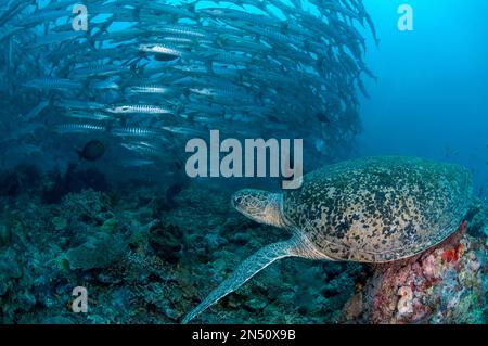 Tortue de mer verte, Chelonia mydas, espèces vulnérables, regardant l'école de Blackfin Barracuda, Sphyraena qenie, site de plongée de Barracuda point, Sipadan isl Banque D'Images