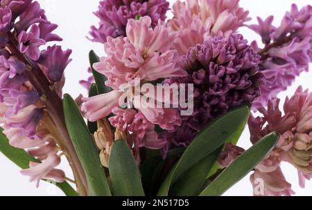 IMAGE STUDIO D'UN POT DE FLEURS DE JACINTHES VIOLETTES ET ROSES (HYACINTHUS ORIENTALIS) Banque D'Images