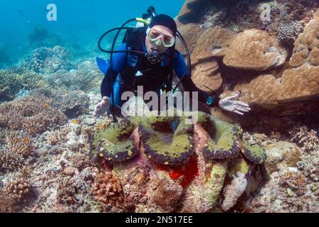 Plongeur avec palourdes géantes, Tridacna gigas, site de plongée Midreef, île de Sipadan, Sabah, Malaisie, Mer de Celebes MR Banque D'Images