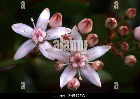 GROS PLAN DES FLEURS ROSE PÂLE DE CRASSULA OVATA COMMUNÉMENT CONNU SOUS LE NOM DE PLANTE DE JADE, ARBRE DE L'AMITIÉ, ARBRE DE L'ARGENT, PLANTE CHANCEUSE OU JOIE ROSE. AUSTRALIE. Banque D'Images