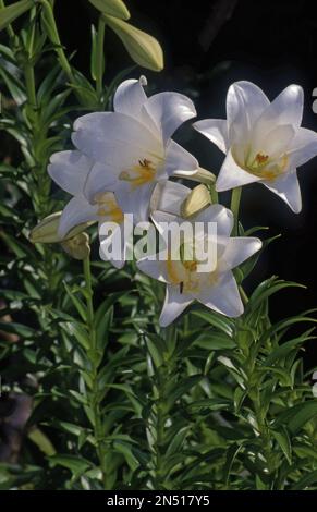 FLEURS DE LILIUM LONGIFLORUM Banque D'Images