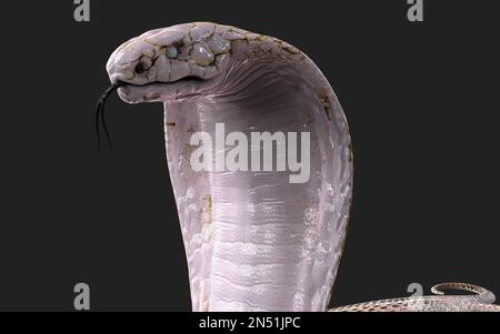 3D Illustration du serpent cobra à roi Albino isolé sur fond noir, serpent cobra blanc avec chemin d'écrêtage Banque D'Images