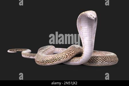 3D Illustration du serpent cobra à roi Albino isolé sur fond noir, serpent cobra blanc avec chemin d'écrêtage Banque D'Images