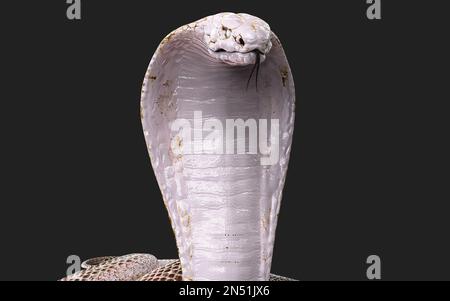 3D Illustration du serpent cobra à roi Albino isolé sur fond noir, serpent cobra blanc avec chemin d'écrêtage Banque D'Images