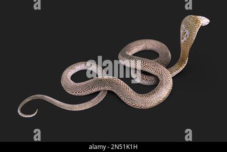 3D Illustration du serpent cobra à roi Albino isolé sur fond noir, serpent cobra blanc avec chemin d'écrêtage Banque D'Images