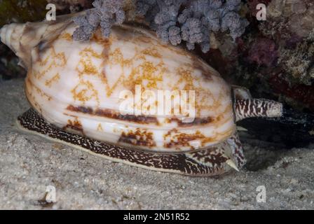 Zone géographique Cone Shell, Conus geographus, plongée de nuit, site de plongée Paradise II, Sipadan Water Village House Reef, Mabul Island, près de Sipadan Island, Sabah Banque D'Images