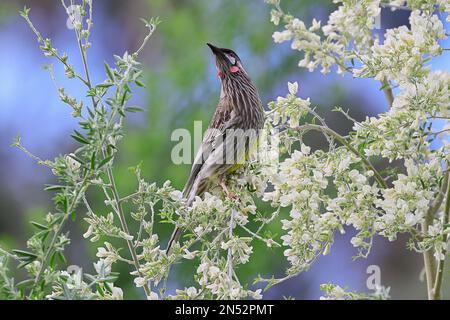 Un oiseau bleu australien perçant sur un arbre Banque D'Images