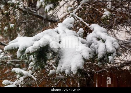 Pinède enneigée d'une tempête de neige printanière lors d'une journée d'hiver à Taylors Falls, Minnesota, États-Unis. Banque D'Images