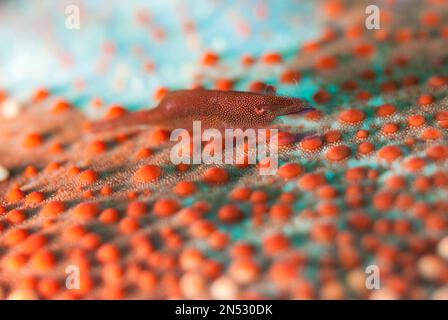 Crevettes commensales, Zénopontonia soror, on Cushion Star, Culcita novaeguineae, site de plongée de Cauldron point, volcan Komba, près d'Alor, Indonésie, Pacific OC Banque D'Images