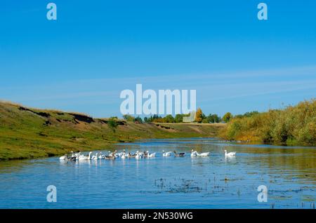 Un troupeau d'oies nagent sur l'eau de la rivière et se lavent sur le fond des collines et des maisons de village dans les arbres de la forêt. Banque D'Images