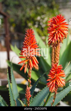 Aloe de montagne (Aloe marlothii) gros plan en fleur dans le jardin. L'aloès de montagne est un grand succulent éternel vert Banque D'Images