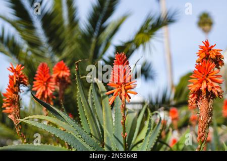 Aloe de montagne (Aloe marlothii) gros plan en fleur dans le jardin. L'aloès de montagne est un grand succulent éternel vert Banque D'Images