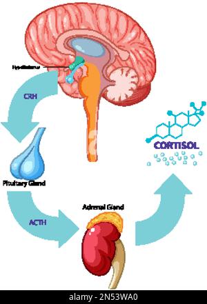 Illustration du vecteur hypothalamus et hypophyse du cerveau Illustration de Vecteur