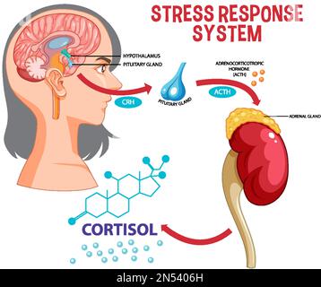 Illustration du schéma du système de réponse aux contraintes Illustration de Vecteur