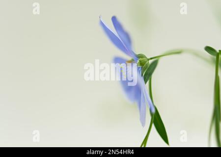 Fleur de lin bleu gros plan. Une fleur pourpre délicate et légère avec une mise au point sélective. Macro photographie de la fleur été. Authentique natura atmosphérique Banque D'Images