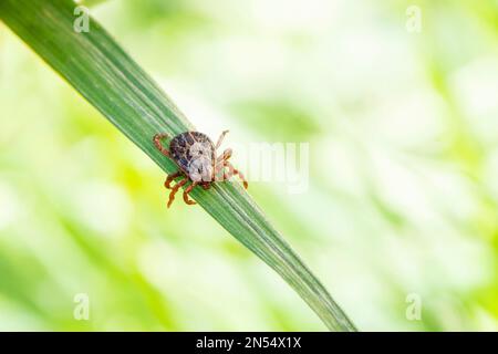 tick sur l'herbe, acarus sur l'herbe verte. Dermacentor marginatus, Dermacentor reticulatus. Banque D'Images