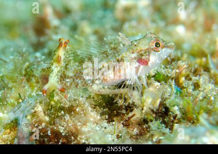 Triplfine noire et rouge, Enneapterygius similis, avec Sapsucking Sappsug, Elysia ornata, site de plongée Manta Channel, Karang Makassar, Il de Rinca nord Banque D'Images