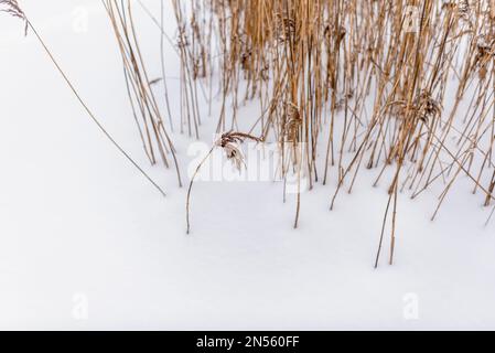 Les tiges sèches jaune vif et les inflorescences épaisses de roseaux poussent de neige blanche en hiver sur le lac par temps froid. Banque D'Images