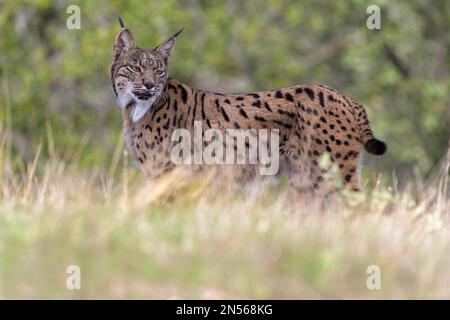 Lynx ibérique (Lynx pardinus), femelle adulte se tenant fermement dans un pré, province de Tolède, Castille, la Manche, Espagne Banque D'Images