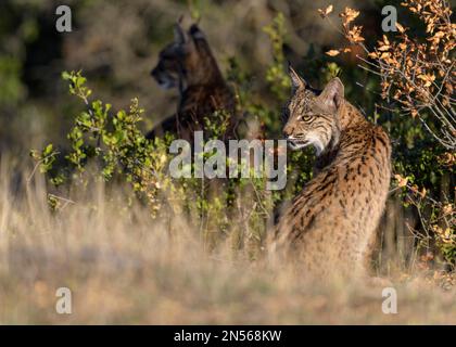 Pardelluchs, lynx ibérique (Lynx pardinus), deux petits dans leur habitat, province de Tolède, Castille, la Manche, Espagne Banque D'Images